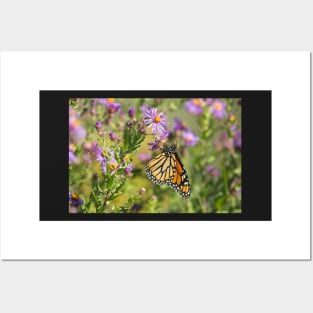 Papillon Monarque Posters and Art